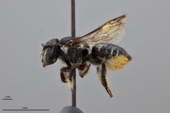 Media type: image;   Entomology 790890 Aspect: habitus lateral view